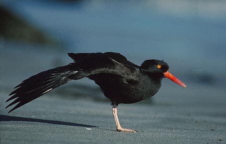 Black Oystercatcher (Haematopus bachmani) photo image