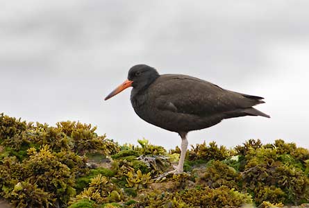Black Oystercatcher (Haematopus bachmani) photo image