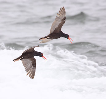 Black Oystercatcher (Haematopus bachmani) photo image