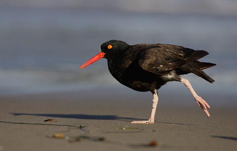 Black Oystercatcher (Haematopus bachmani) photo image