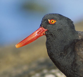Blackish Oystercatcher (Haematopus ater) photo image