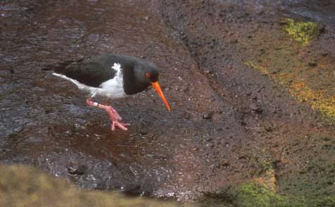 Chatham Islands Oystercatcher (Haematopus chathamensis) photo