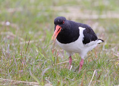 Eurasian Oystercatcher (Haematopus ostralegus) photo