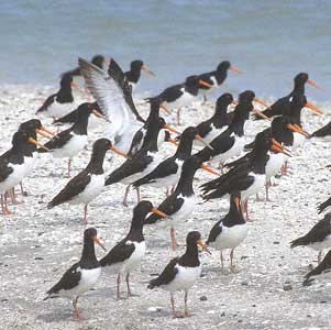Pied Oystercatcher (Haematopus longirostris) photo