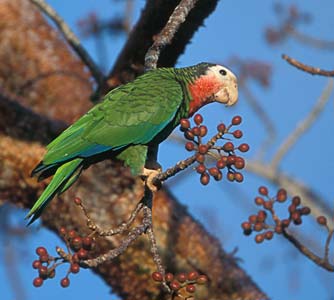 Cuban Amazon (Amazona leucocephala) photo image