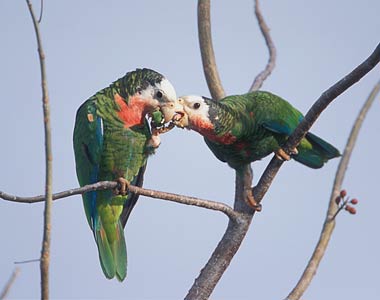 Cuban Amazon (Amazona leucocephala) photo image