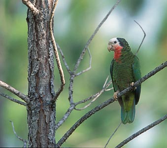 Cuban Amazon (Amazona leucocephala) photo image