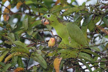 Mealy Parrot (Amazona farinosa) photo
