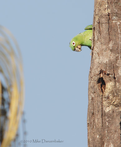 Mealy Parrot (Amazona farinosa) photo