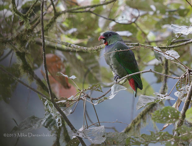 Red-billed Parrot (Pionus sordidus) photo