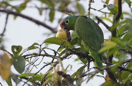 Red-lored Parrot (Amazona autumnalis) photo