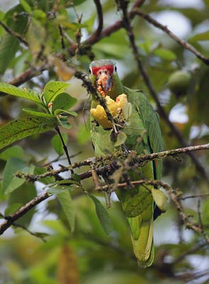 Red-lored Parrot (Amazona autumnalis) photo