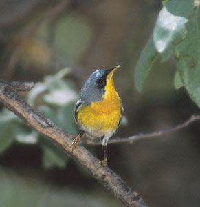 Tropical Parula (Parula pitiayumi) photo image