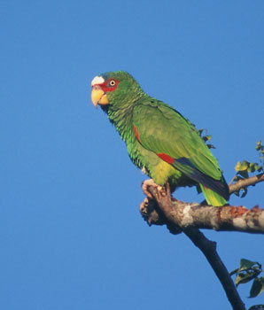 White-fronted Amazon (Amazona albifrons) photo image