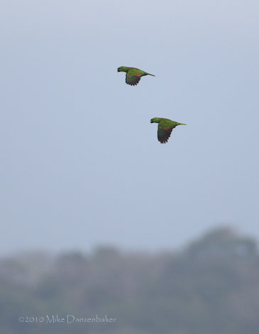 Yellow-naped Parrot (Amazona auropalliata) photo
