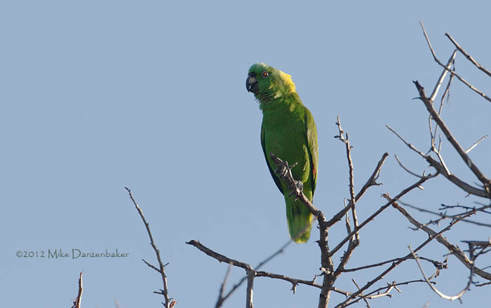 Yellow-naped Amazon (Amazona auropalliata) photo