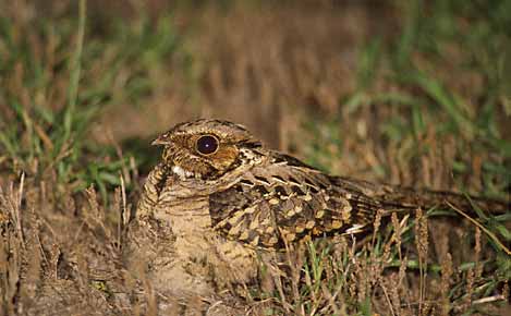 Pauraque (Nyctidromus albicollis) photo image