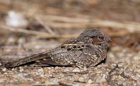 Pauraque (Nyctidromus albicollis) photo image