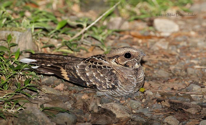 Pauraque (Nyctidromus albicollis) photo image