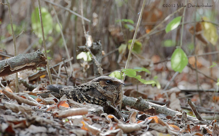 Pauraque (Nyctidromus albicollis) photo image