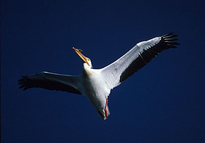 American White Pelican (Pelecanus erythrorhynchos) photo image