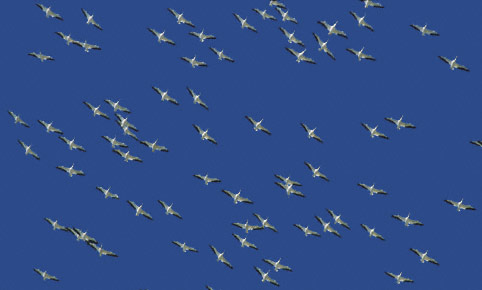 American White Pelican (Pelecanus erythrorhynchos) photo image