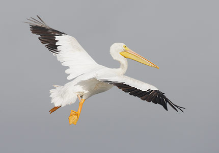 American White Pelican (Pelecanus erythrorhynchos) photo image