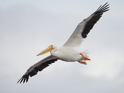 American White Pelican (Pelecanus erythrorhynchos) photo