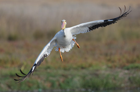 American White Pelican (Pelecanus erythrorhynchos) photo image
