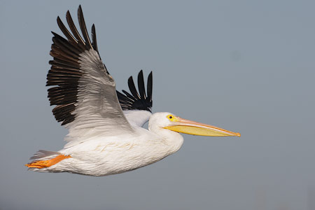 American White Pelican (Pelecanus erythrorhynchos) photo image