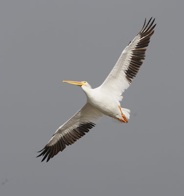 American White Pelican (Pelecanus erythrorhynchos) photo image