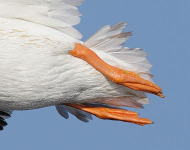 American White Pelican (Pelecanus erythrorhynchos) photo image