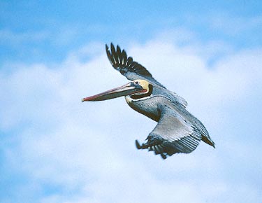 Brown Pelican (Pelecanus occidentalis) photo image