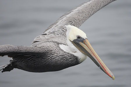 Brown Pelican (Pelecanus occidentalis) photo