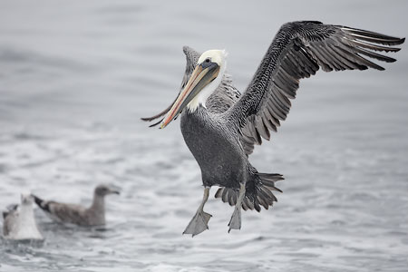 Brown Pelican (Pelecanus occidentalis) photo image