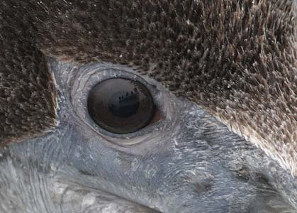 Brown Pelican (Pelecanus occidentalis) photo image