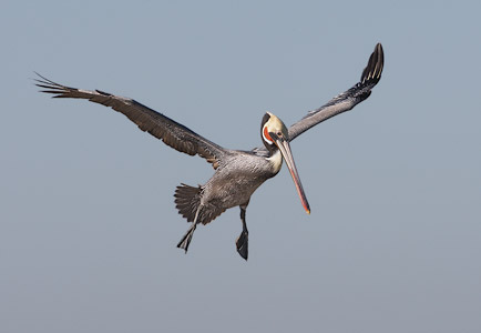 Brown Pelican (Pelecanus occidentalis) photo image
