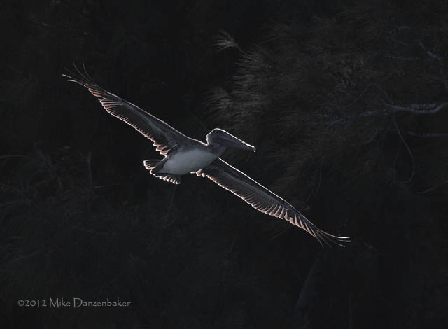 Brown Pelican (Pelecanus occidentalis) photo image