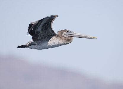 Brown Pelican (Pelecanus occidentalis) photo image