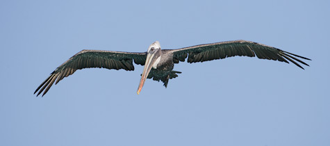 Brown Pelican (Pelecanus occidentalis) photo image