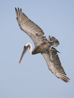Brown Pelican (Pelecanus occidentalis) photo image