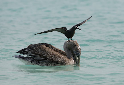 Brown Pelican (Pelecanus occidentalis) photo image