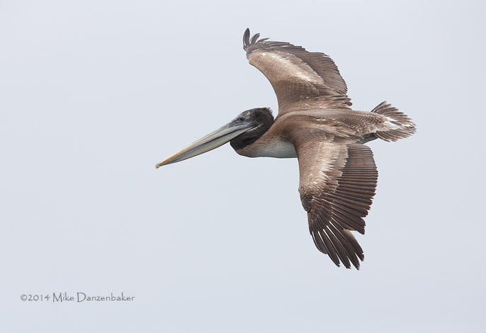 Peruvian Pelican (Pelecanus thagus) photo