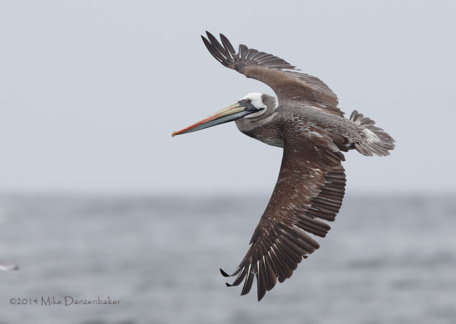 Peruvian Pelican (Pelecanus thagus) photo
