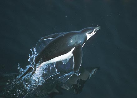 Chinstrap Penguin (Pygoscelis antarcticus) photo image