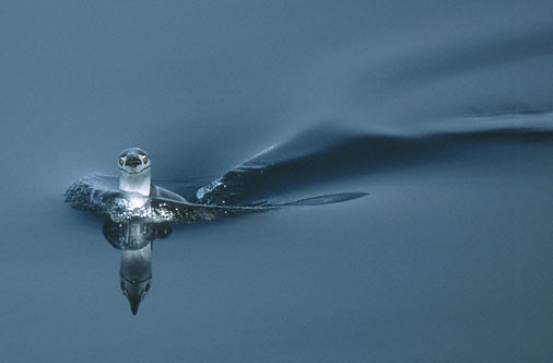 Chinstrap Penguin (Pygoscelis antarcticus) photo image