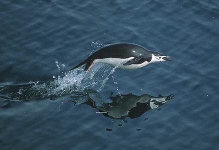 Chinstrap Penguin (Pygoscelis antarcticus) photo image