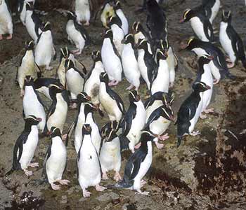 Erect-crested Penguin (Eudyptes sclateri) photo image