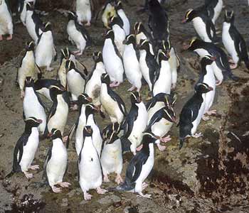 Erect-crested Penguin (Eudyptes sclateri) photo