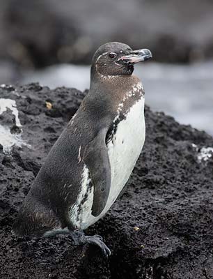 Galapagos Penguin (Spheniscus mendiculus) photo image